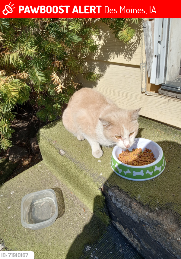 Lost Male Cat last seen University Avenue and Pennsylvania, Des Moines, IA 50311