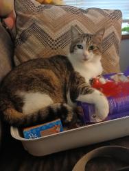 Lost Female Cat last seen Camino del Rio , Vancouver, WA 98683
