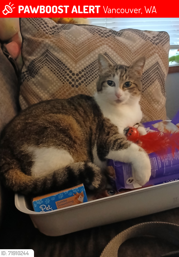 Lost Female Cat last seen Camino del Rio , Vancouver, WA 98683