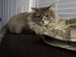 Lost Male Cat last seen E10th street and Wilson ave, Lincoln, CA 95648