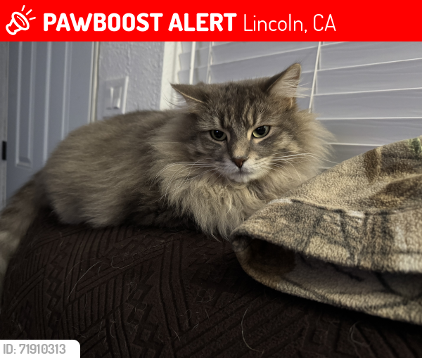 Lost Male Cat last seen E10th street and Wilson ave, Lincoln, CA 95648