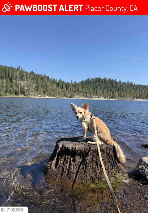 Lost Male Dog last seen Sugar Pine Reservoir Boat Ramp and surrounging forest, Placer County, CA 95631