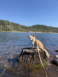 Lost Male Dog last seen Sugar Pine Reservoir Boat Ramp and surrounging forest, Placer County, CA 95631