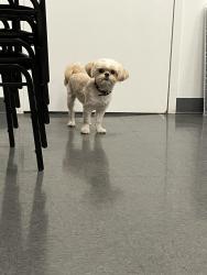 Found/Stray Male Dog last seen Tesla Westchase, Houston, TX 77063