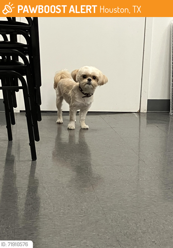 Found/Stray Male Dog last seen Tesla Westchase, Houston, TX 77063