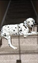Lost Female Dog last seen Corner Lake Drive & Corner Bay Court, Orange County, FL 32820