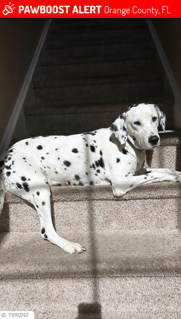 Lost Female Dog last seen Corner Lake Drive & Corner Bay Court, Orange County, FL 32820