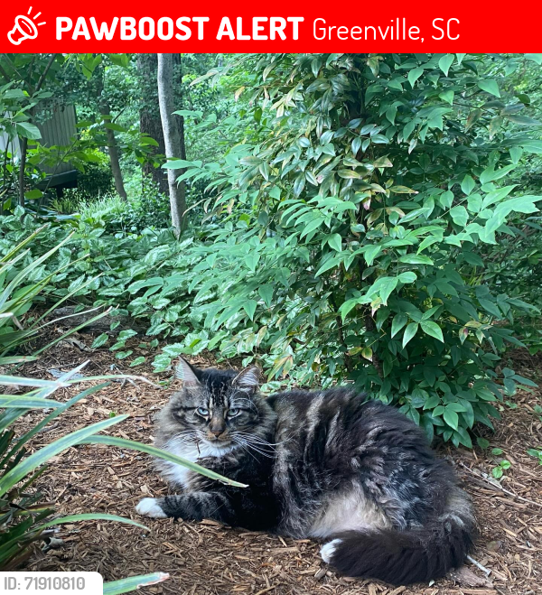 Lost Male Cat last seen Lowndes Avenue and Perrin Street, Greenville, SC 29607