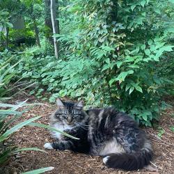 Lost Male Cat last seen Lowndes Avenue and Perrin Street, Greenville, SC 29607