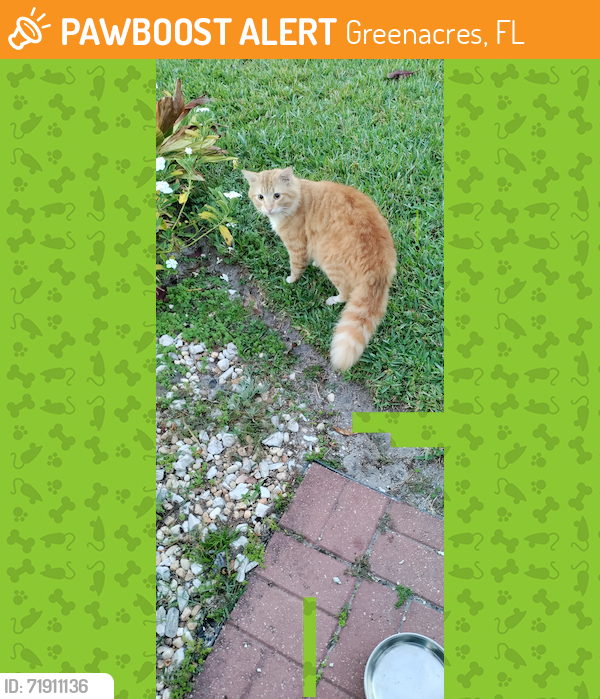 Found/Stray Unknown Cat last seen Silver Moon Lane in Lucerne Homes East, Greenacres, FL 33463