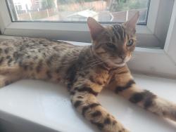 Reunited Female Cat last seen Mountain Ash Shops, Wythenshawe, England M22 1AS