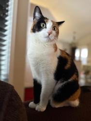 Lost Female Cat last seen Shawmeadows Rd SW, Calgary, AB T2Y 1B3