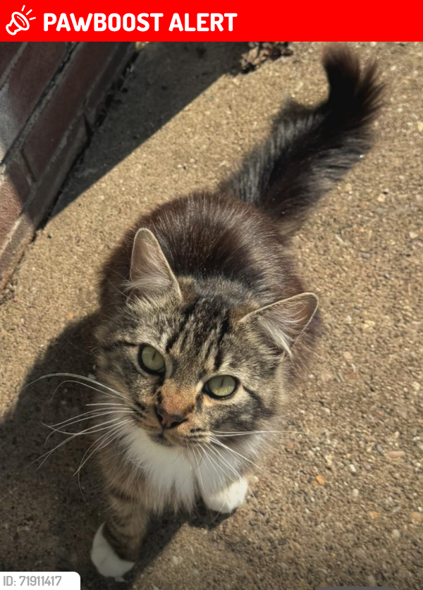 Lost Male Cat last seen Silverdale est , Wilford ,Nottingham, Nottingham, England 