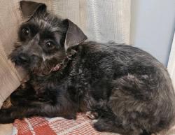 Lost Female Dog last seen Macland Rd, Hwy. 92, Macland Sprigs,, Dallas, GA 30157