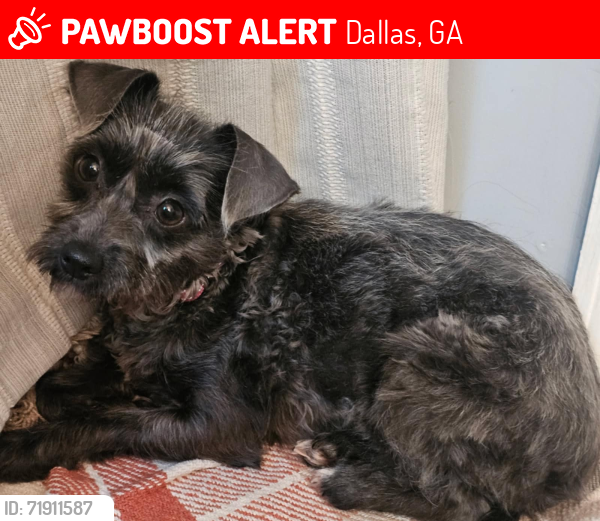 Lost Female Dog last seen Macland Rd, Hwy. 92, Macland Sprigs,, Dallas, GA 30157