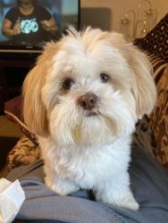 Lost Male Dog last seen Near Goodman st Norfolk Va 23523, Norfolk, VA 23523