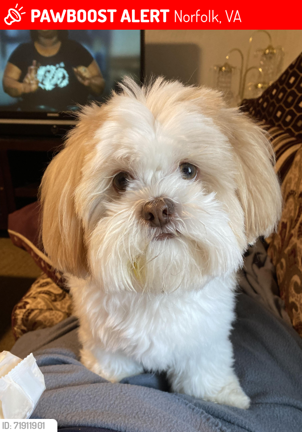 Lost Male Dog last seen Near Goodman st Norfolk Va 23523, Norfolk, VA 23523