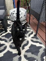 Reunited Male Cat last seen Philadelphia, PA 19127 Manayunk anround Apple st, penadale and cresson., Philadelphia, PA 19127