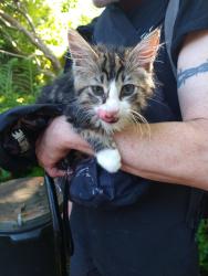 Lost Male Cat last seen Patricia Hotel East Hastings and Dunlevy Avenue Vancouver BC, Vancouver, BC V6A 1P6