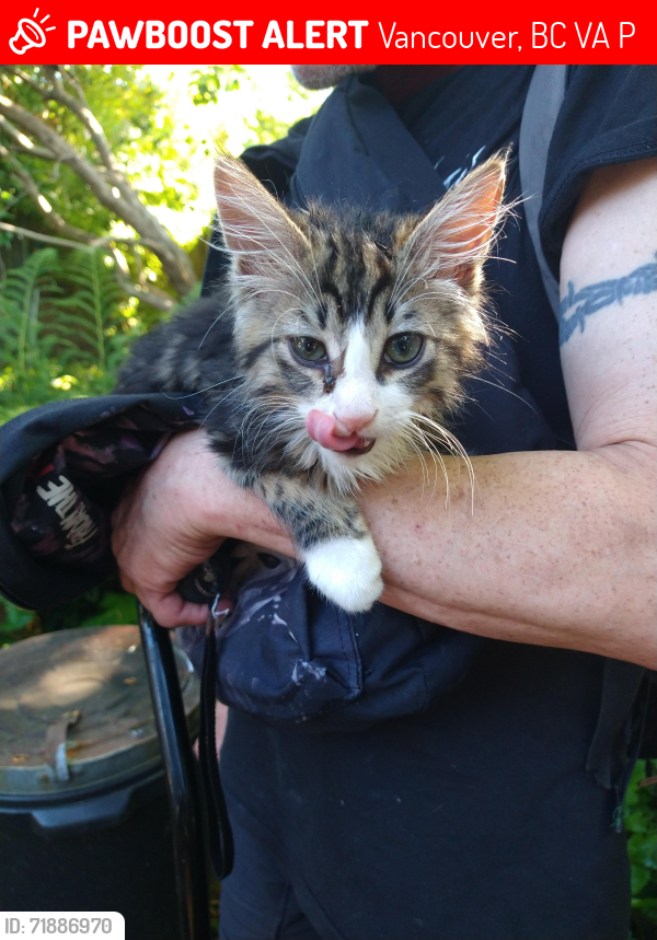 Lost Male Cat last seen Patricia Hotel East Hastings and Dunlevy Avenue Vancouver BC, Vancouver, BC V6A 1P6