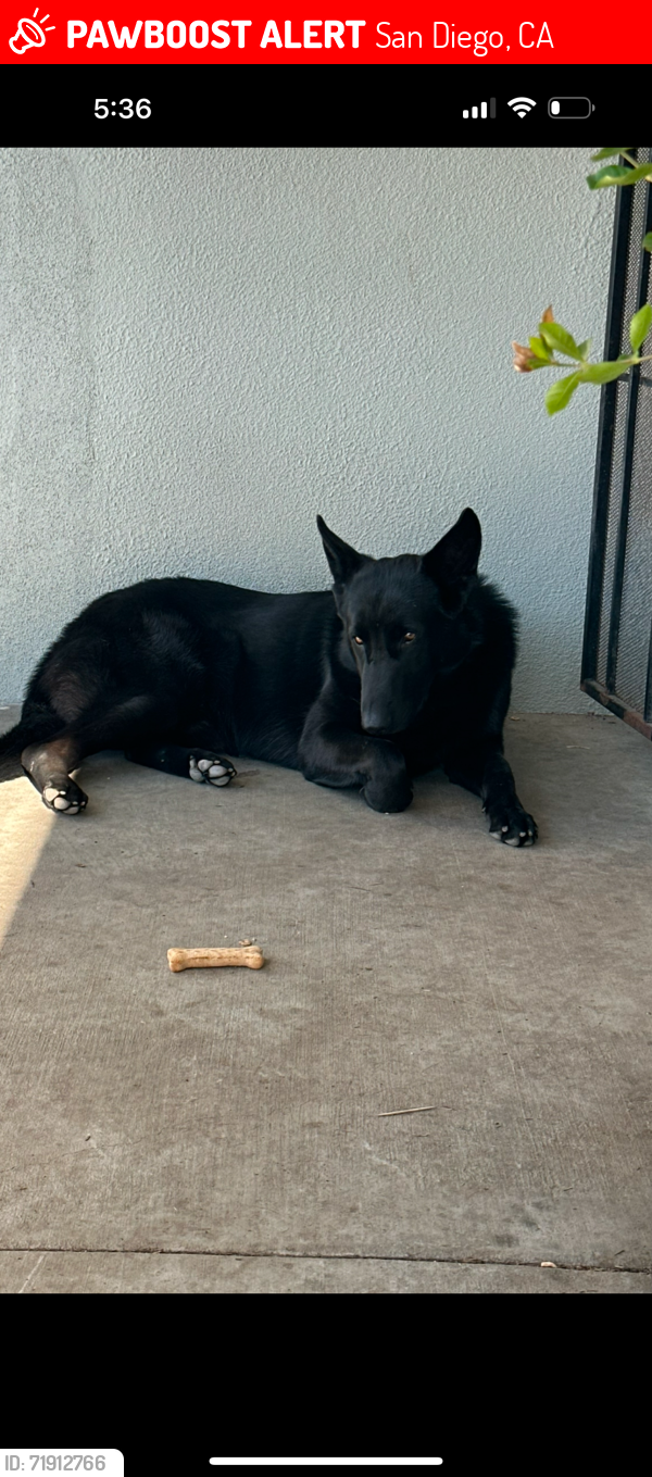 Lost Male Dog last seen Bollenbacher street , San Diego, CA 92114