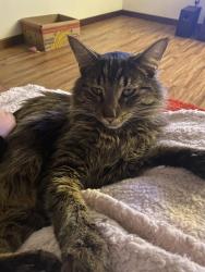 Lost Female Cat last seen Arcadia and Stewart , Shelton, WA 98584