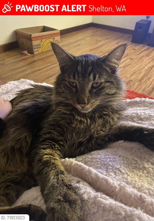 Lost Female Cat last seen Arcadia and Stewart , Shelton, WA 98584