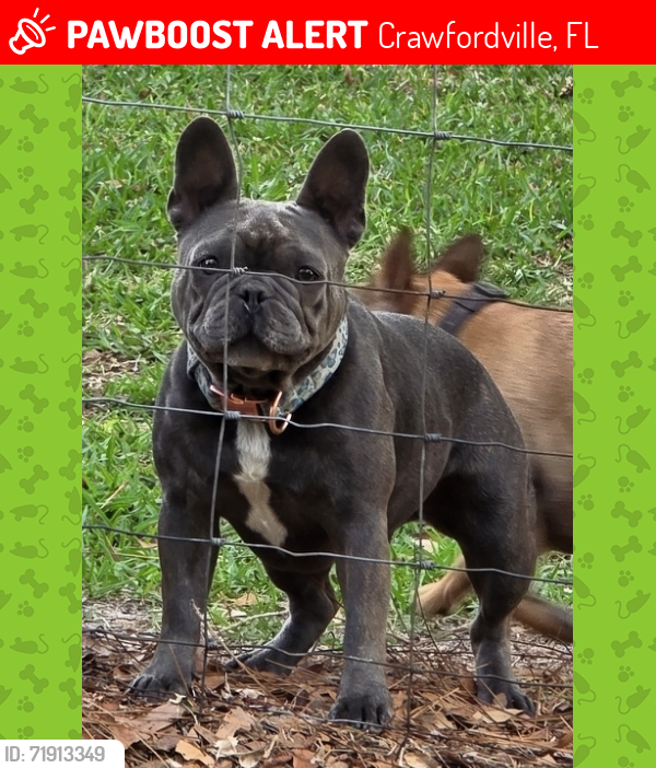 Lost Male Dog last seen Sapp Dr., Crawfordville, FL 32327