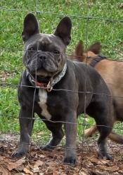 Lost Male Dog last seen Sapp Dr., Crawfordville, FL 32327