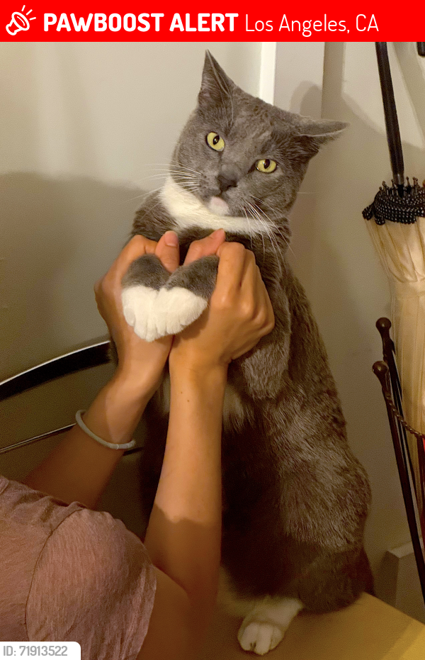 Lost Male Cat last seen Pine Crest Dr and Ebey Dr in Hermon, Los Angeles, CA 90042