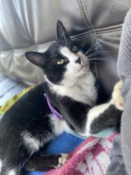Lost Male Cat last seen Riverpark shopping center, Fresno, CA 93720