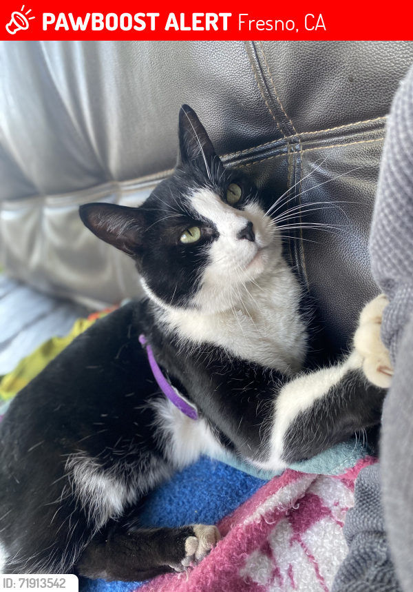 Lost Male Cat last seen Riverpark shopping center, Fresno, CA 93720
