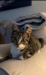 Reunited Female Cat last seen Near S Rosewood Street, Philadelphia, PA 19145