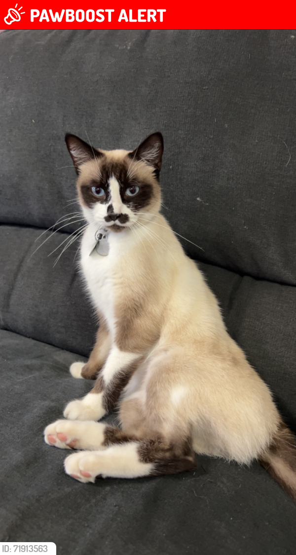 Lost Female Cat last seen The grange community centre, Hoppers Crossing, VIC 3029