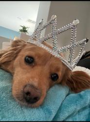 Lost Female Dog last seen Cedar pass Dr. everhart , Corpus Christi, TX 78413