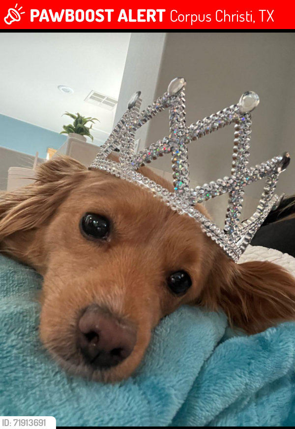 Lost Female Dog last seen Cedar pass Dr. everhart , Corpus Christi, TX 78413