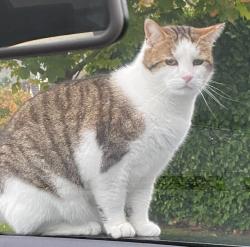 Lost Male Cat last seen Finnebrogue Woods, Newry, Mourne and Down, Northern Ireland BT30 9BL