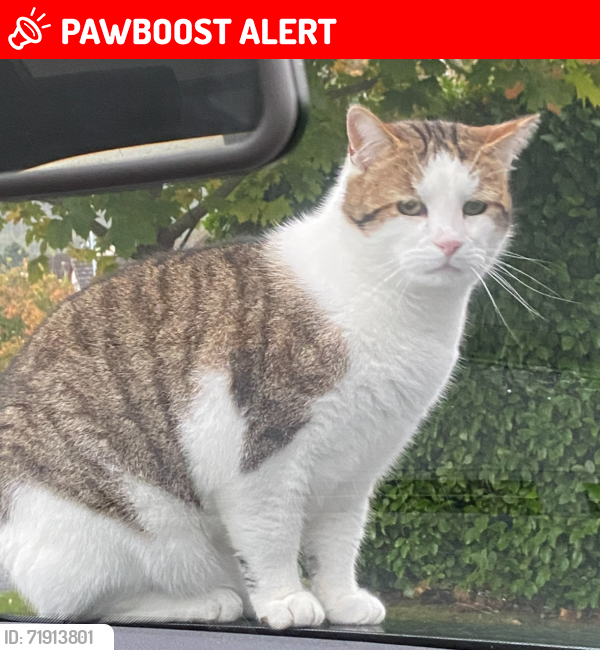 Lost Male Cat last seen Finnebrogue Woods, Newry, Mourne and Down, Northern Ireland BT30 9BL