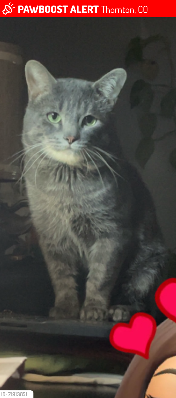 Lost Male Cat last seen Near Huron Thornton co, Thornton, CO 80260