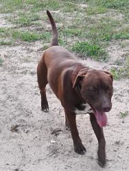 Lost Male Dog last seen Pine Forest Rd Raceway gas station , Bellview, FL 32526