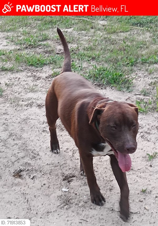 Lost Male Dog last seen Pine Forest Rd Raceway gas station , Bellview, FL 32526