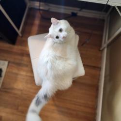 Lost Male Cat last seen W Kentucky Avenue and Hoyt , Lakewood, CO 80226