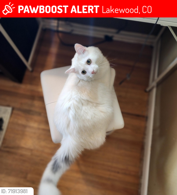 Lost Male Cat last seen W Kentucky Avenue and Hoyt , Lakewood, CO 80226