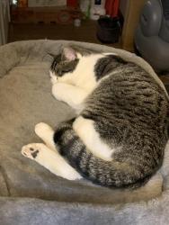 Lost Female Cat last seen Van Buren st, E Raynor Ave, Syracuse, NY 13210