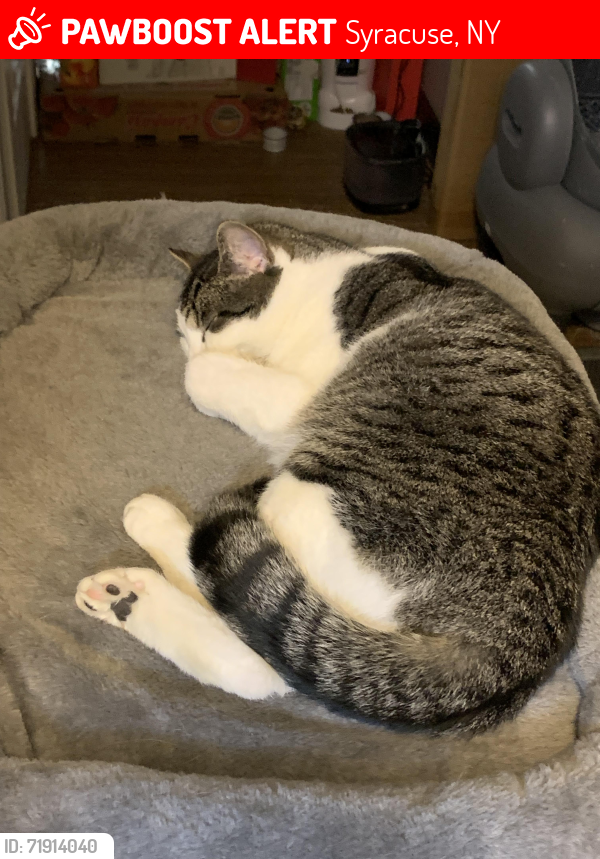 Lost Female Cat last seen Van Buren st, E Raynor Ave, Syracuse, NY 13210