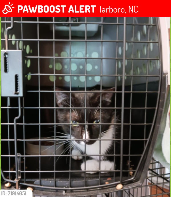 Lost Male Cat last seen Animal Clinic , Tarboro, NC 27886