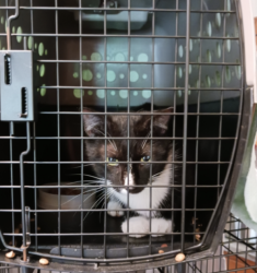 Lost Male Cat last seen Animal Clinic , Tarboro, NC 27886