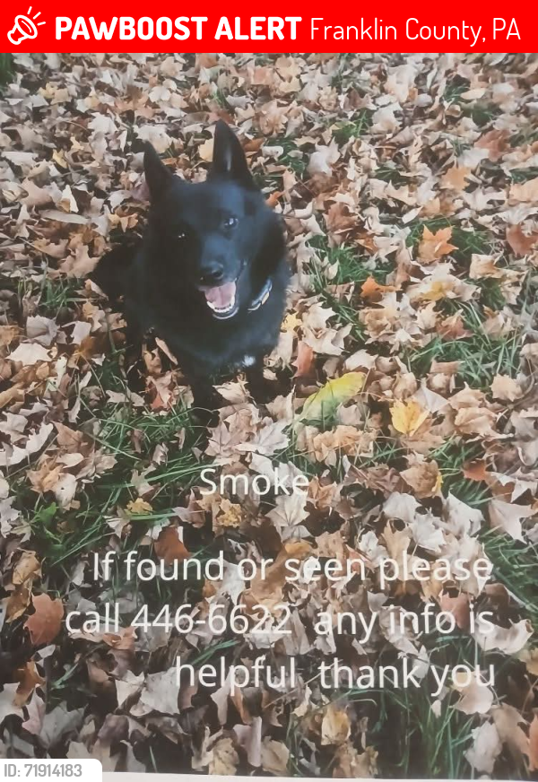 Lost Male Dog last seen Fort McCord Road Chambersburg pa , Franklin County, PA 17202