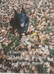 Lost Male Dog last seen Fort McCord Road Chambersburg pa , Franklin County, PA 17202
