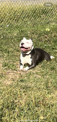 Lost Female Dog last seen Keystone ave and Troy , Indianapolis, IN 46203